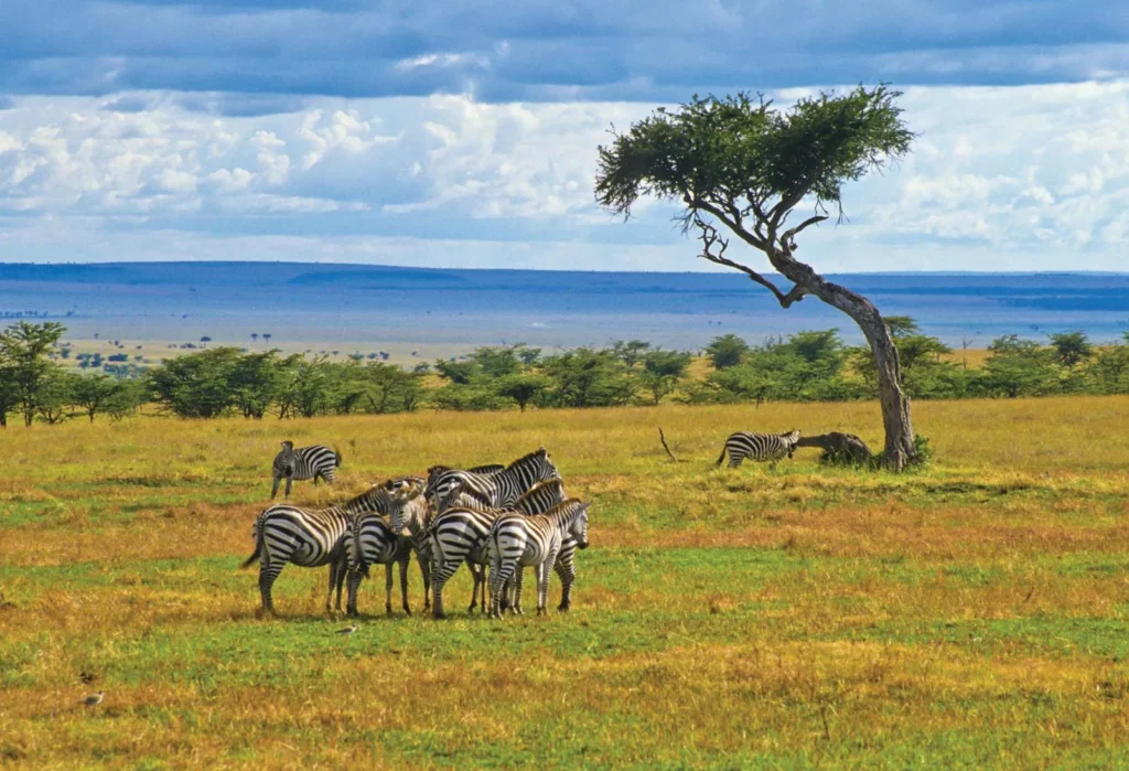 Kenya Trip - Ultimate Safari Trails and Sunsets