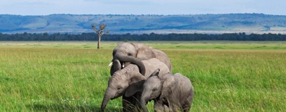 Kenya Trip - Ultimate Safari Trails and Sunsets