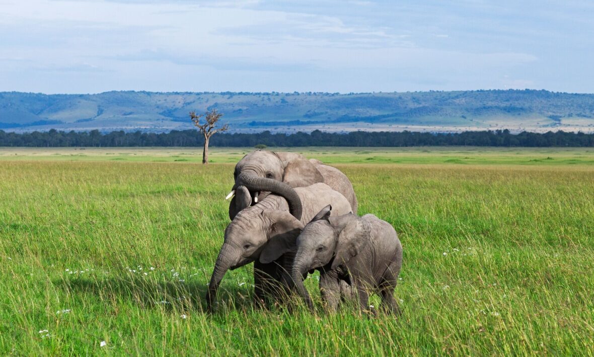 Kenya Trip – Ultimate Safari Trails and Sunsets